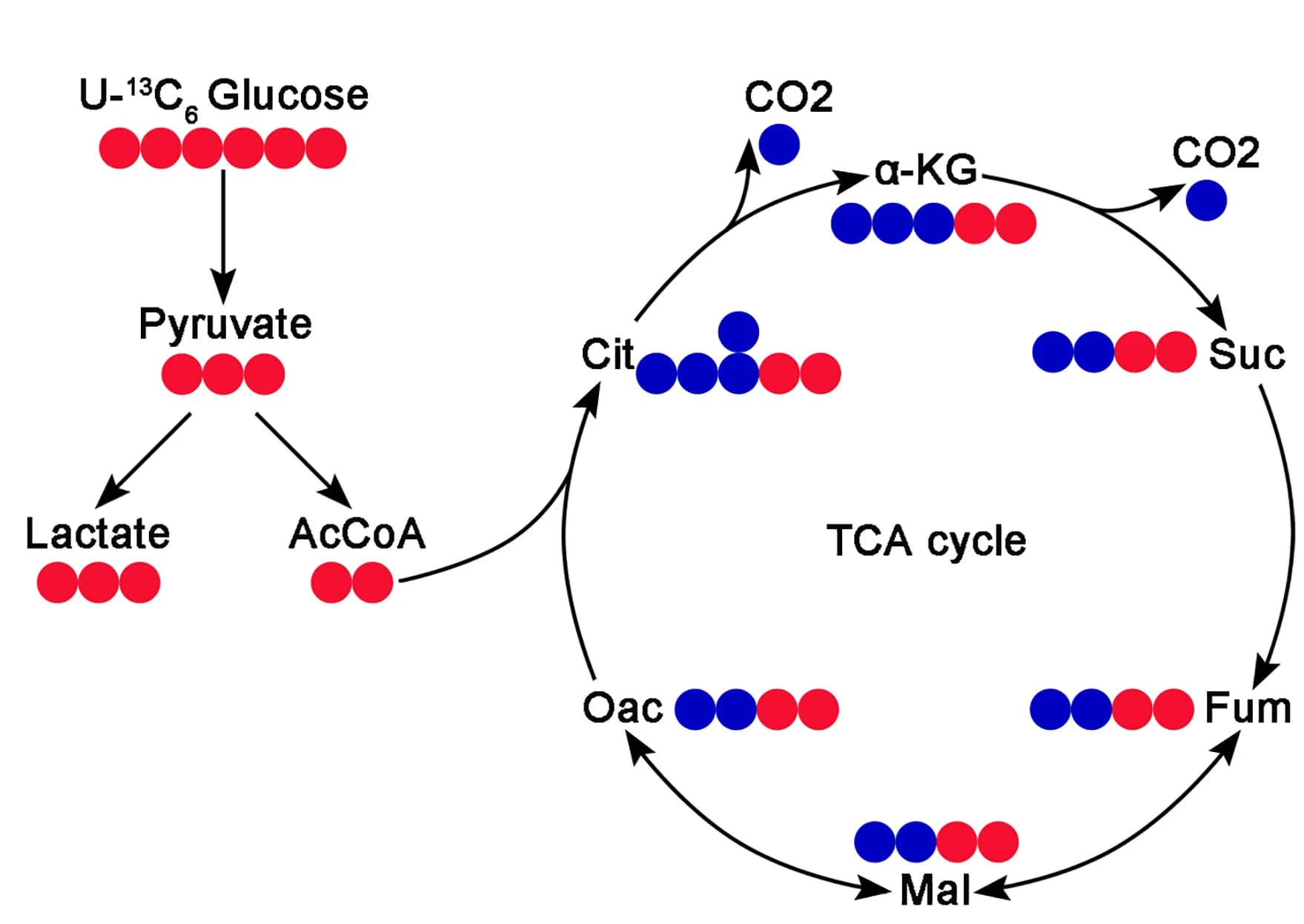 Open access visualization of Workflow, Flowchart, Illustration, Schematic Diagram, Intracellular Fluxes