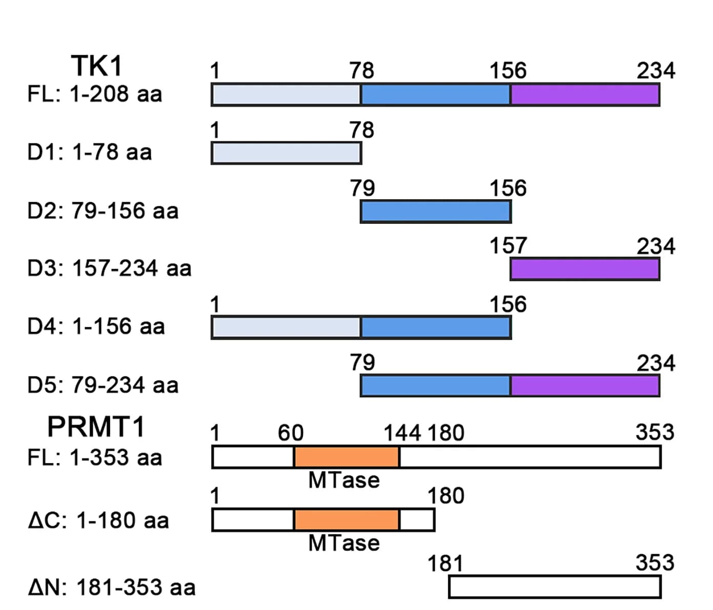 Open access visualization of Illustration, TK1, PRMT1, Truncation Design