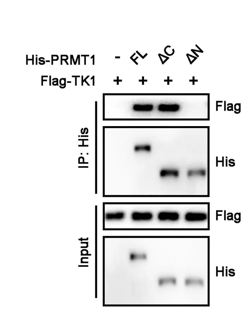 Open access visualization of Gel, Immunoprecipitation, Western Blot, FLAG-TK1, PRMT1