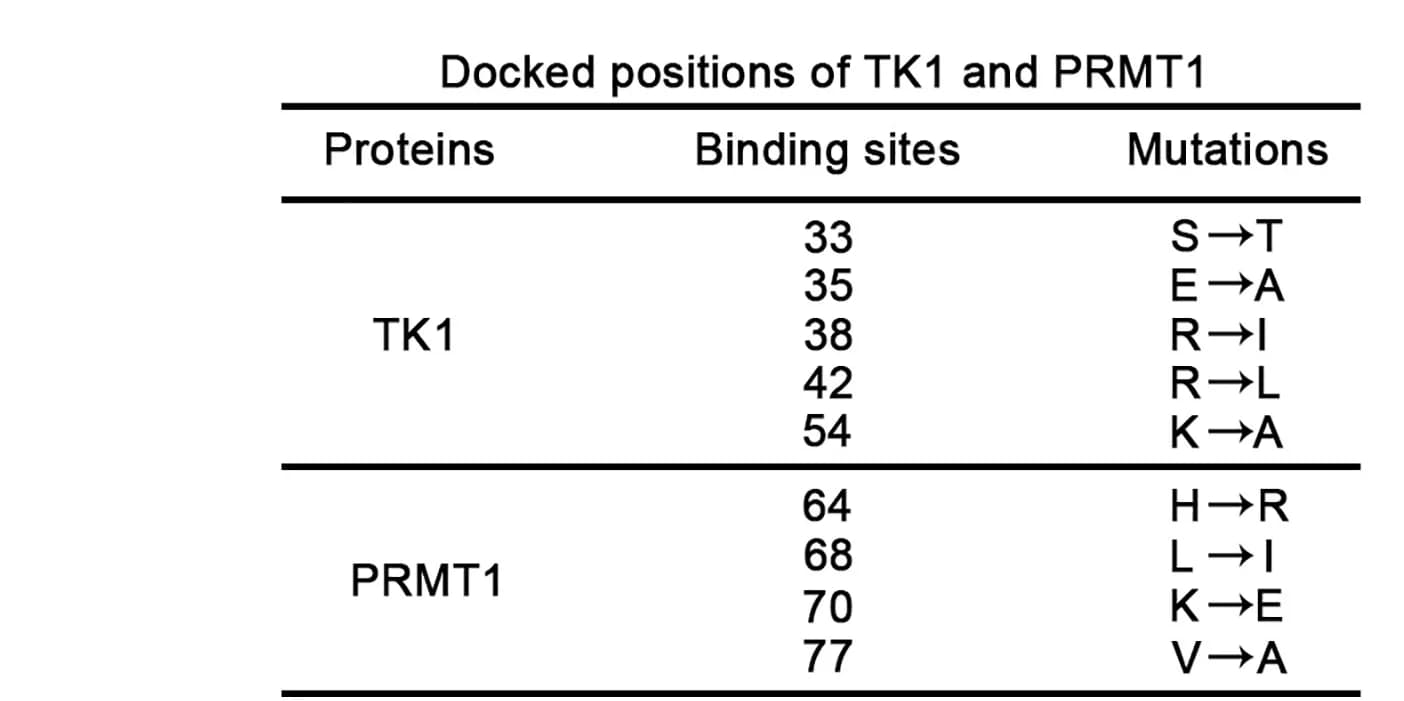 Open access visualization of Table Image, TK1, PRMT1, Protein Docking, Mutation Design