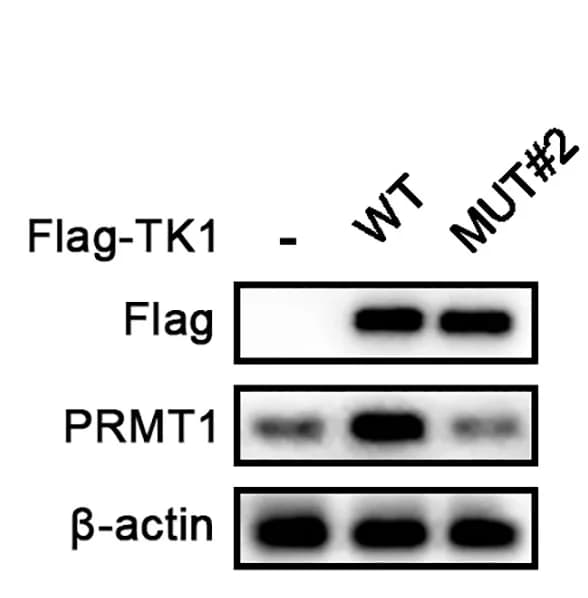Open access visualization of Gel, PRMT1 Expression, HEK293T Cells, FLAG-TK1, FLAG-TK1-MUT#2
