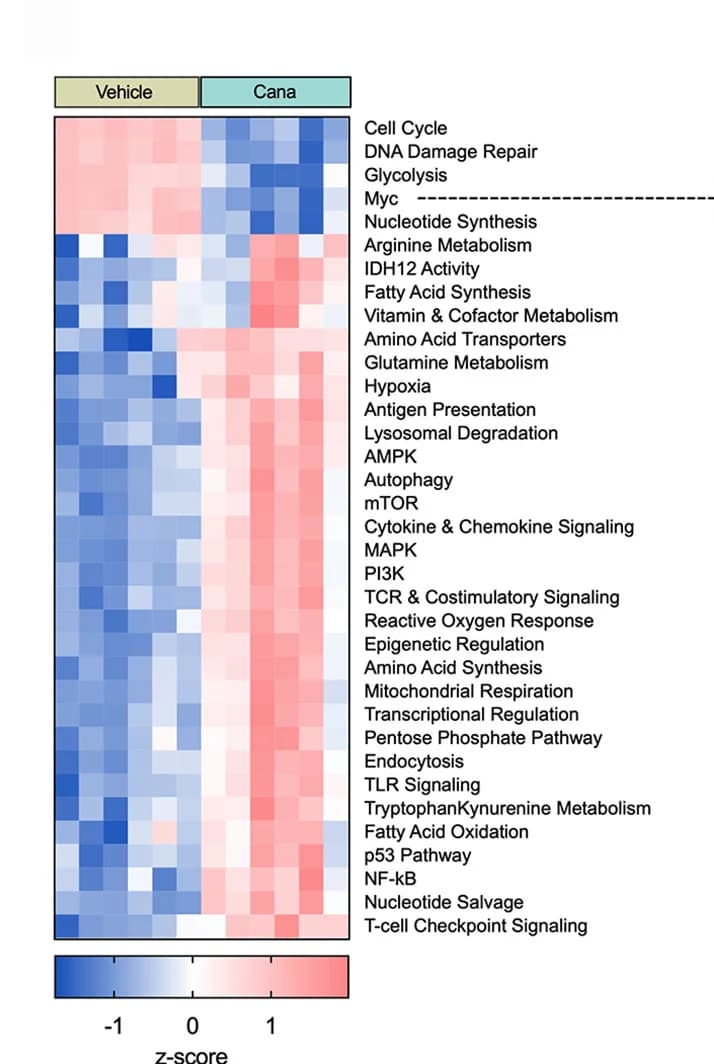 Open access visualization of Heatmap, Clustered, Hierarchical Clustering, Pathway Analysis, Z-score