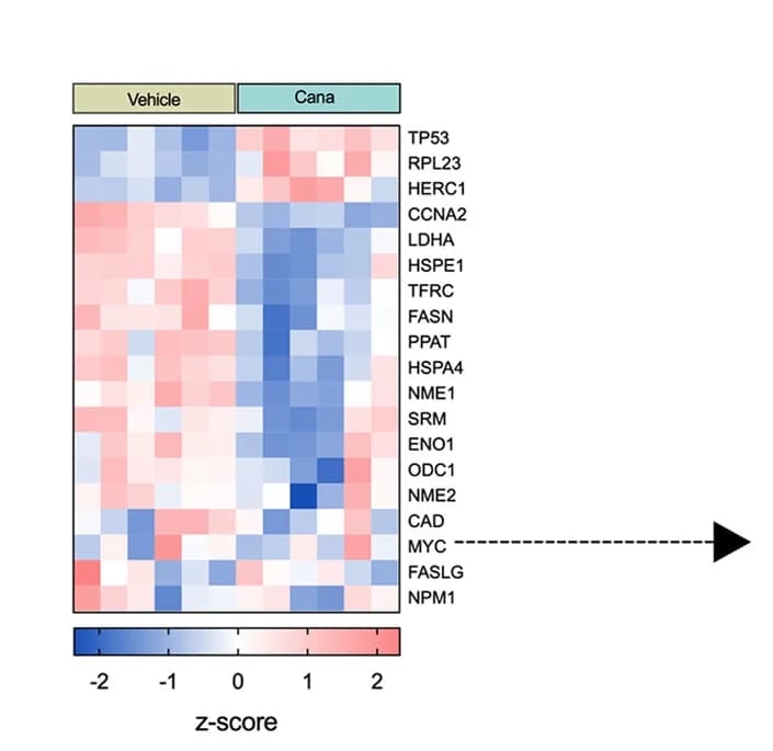 Open access visualization of Heatmap, c-Myc, Target Genes