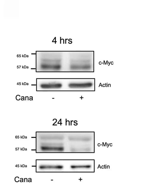 Open access visualization of Gel, c-Myc, CD4+ T Cells, Canagliflozin, Immunoblot