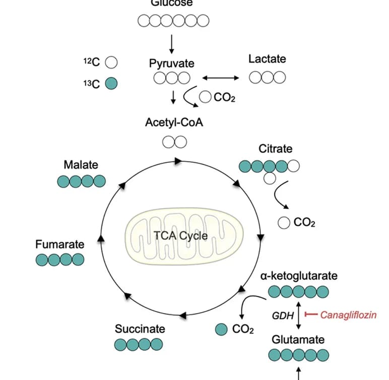 Open access visualization of Workflow, Illustration, Isotope Tracing, Glutamine, TCA Cycle