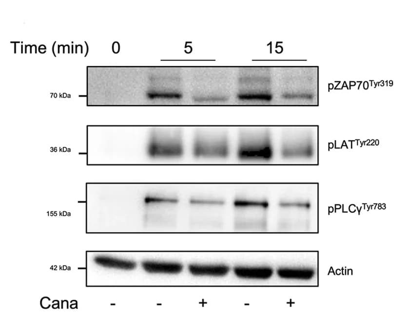 Open access visualization of Gel, CD4+ T Cells, Anti-CD3, Anti-CD28, Immunoblotting