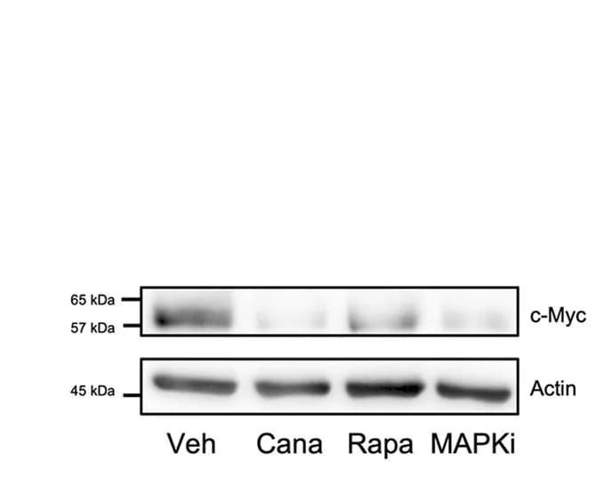 Open access visualization of Gel, C-Myc, CD4+ T Cells, Canagliflozin, Rapamycin