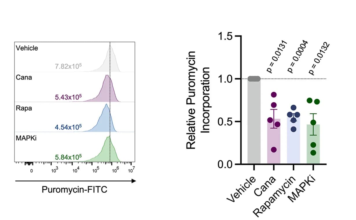 Open access visualization of Bar Plot, Error Bars, Histogram, Scatter Plot, Puromycin