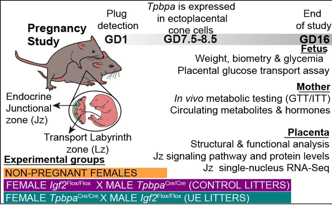 Open access visualization of Illustration, Workflow, Experimental Design, Mating Strategy, Placental Endocrine Zone