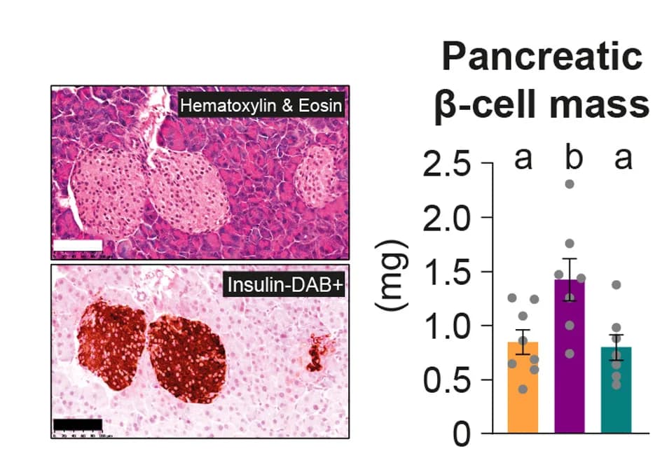 Open access visualization of Bar Plot, Error Bars, Scatter Plot, Microscopy, Histology