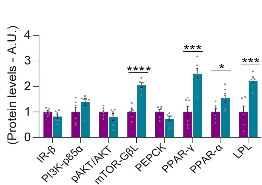 Open access visualization of Bar Plot, Error Bars, Clustered, Immunoblot, Ponceau Staining