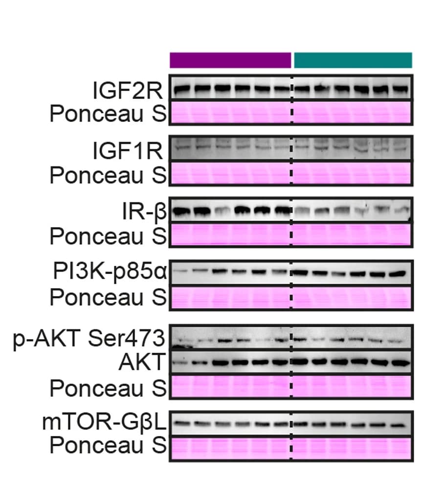Open access visualization of Gel, Immunoblots, Ponceau Staining, Metabolism, Cell Growth