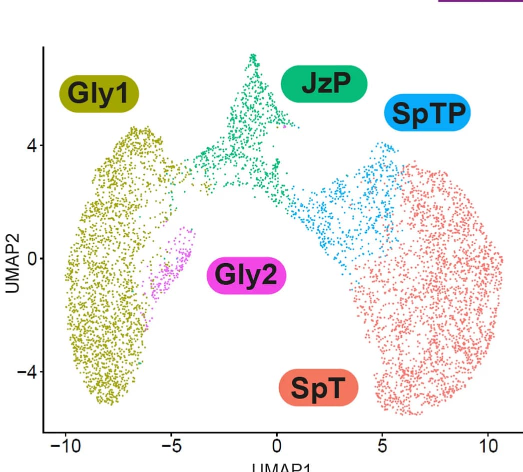 Open access visualization of Scatter Plot, UMAP, UMAP Plot, Jz Cellular Populations, Cell Clusters
