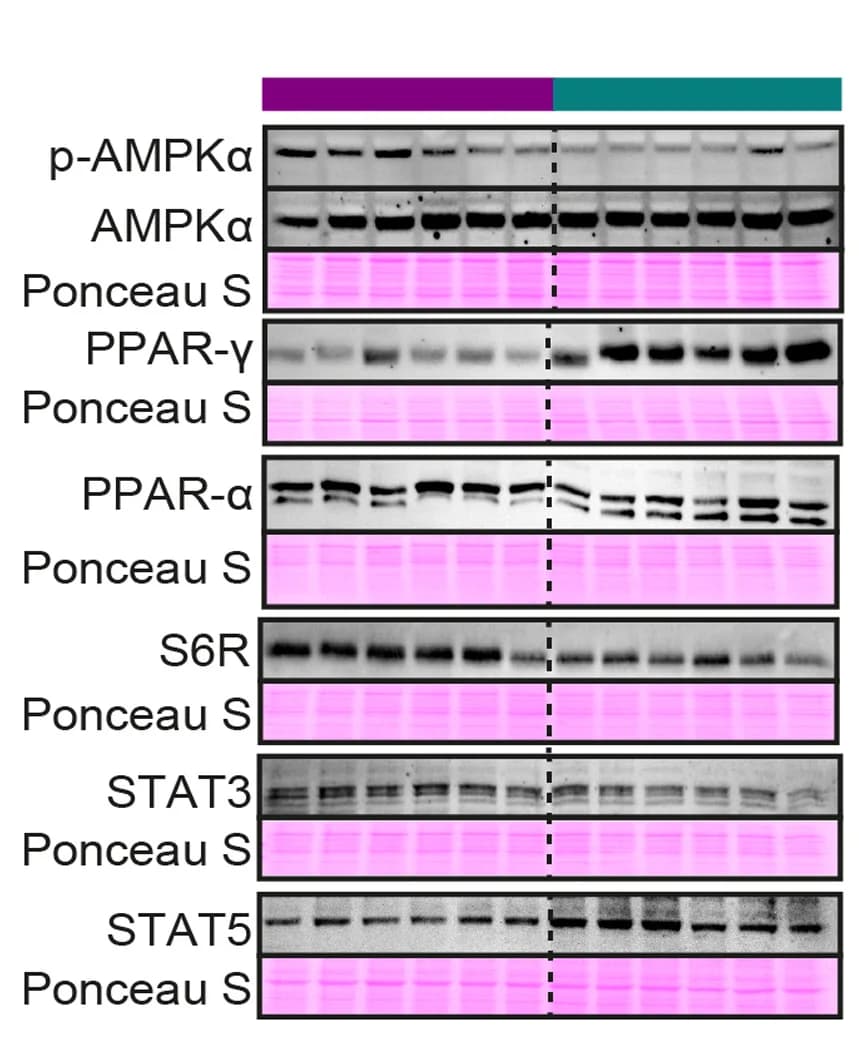 Open access visualization of Gel, Immunoblots, Ponceau Staining, Loading Control, Metabolism