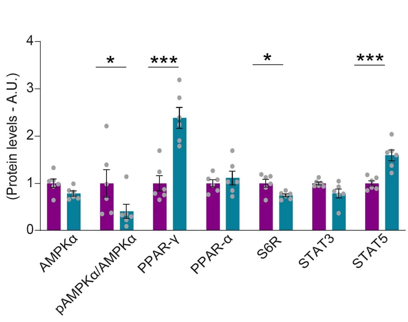 Open access visualization of Bar Plot, Error Bars, Immunoblots, Ponceau Staining, Loading Control