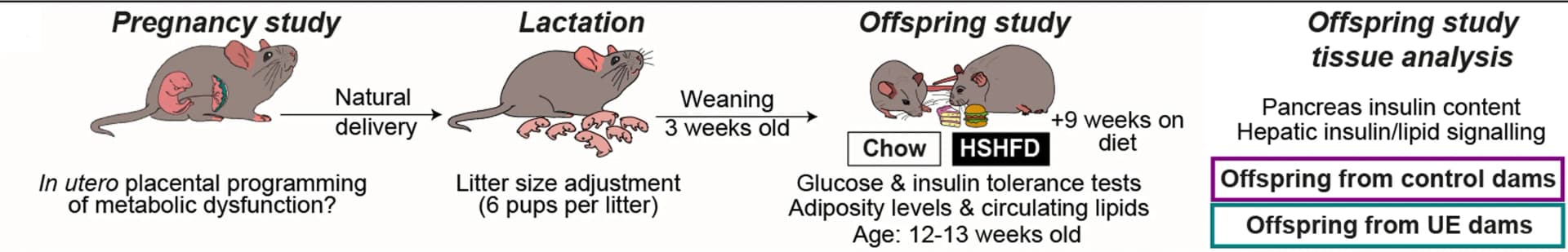 Open access visualization of Workflow, Illustration, Experimental Design, Offspring