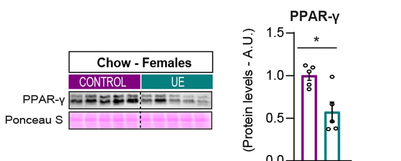Open access visualization of Bar Plot, Error Bars, Gel, PPARγ, Relative Levels
