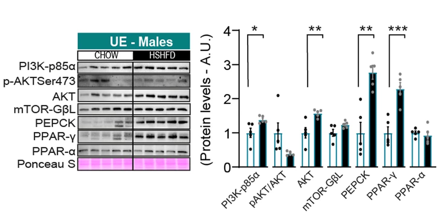 Open access visualization of Bar Plot, Error Bars, Gel, Relative Levels, Glucose Metabolism
