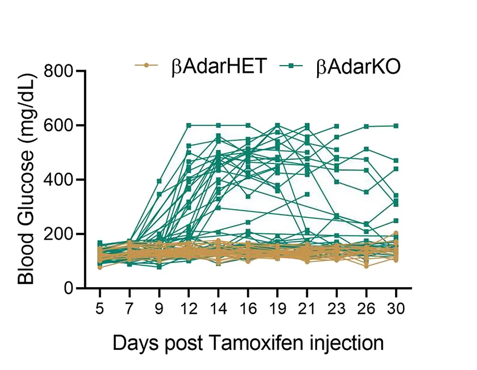 Open access visualization of Line Plot, Blood Glucose, Tamoxifen Injection, Mice