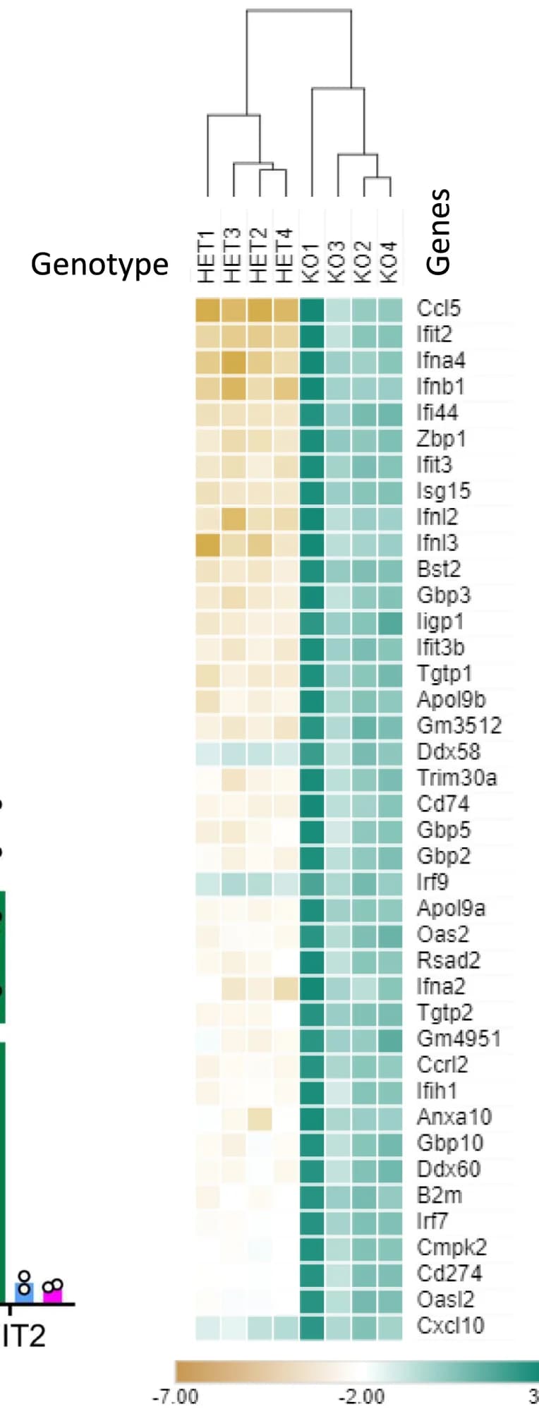 Open access visualization of Heatmap, Clustered, RNA-seq, ISG, Interferon Response Gene