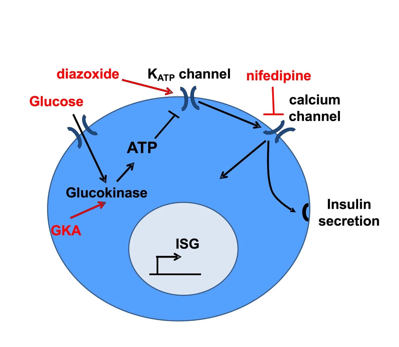 Open access visualization of Workflow, Illustration, Glucose Metabolism, Insulin Secretion, Pharmacological Interventions