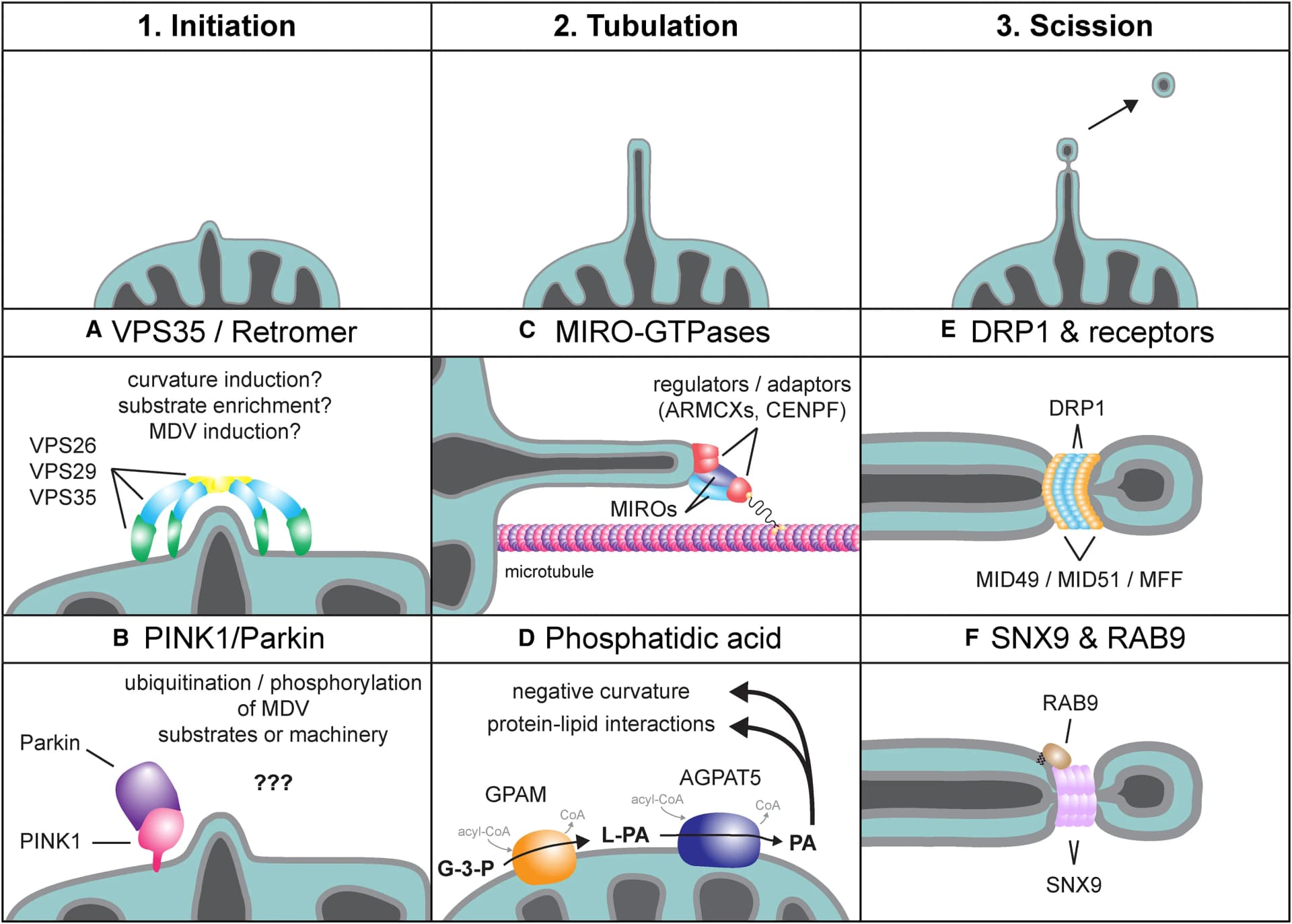 Open access visualization of Workflow, Illustration, MDV, Membrane remodeling, Membrane scission