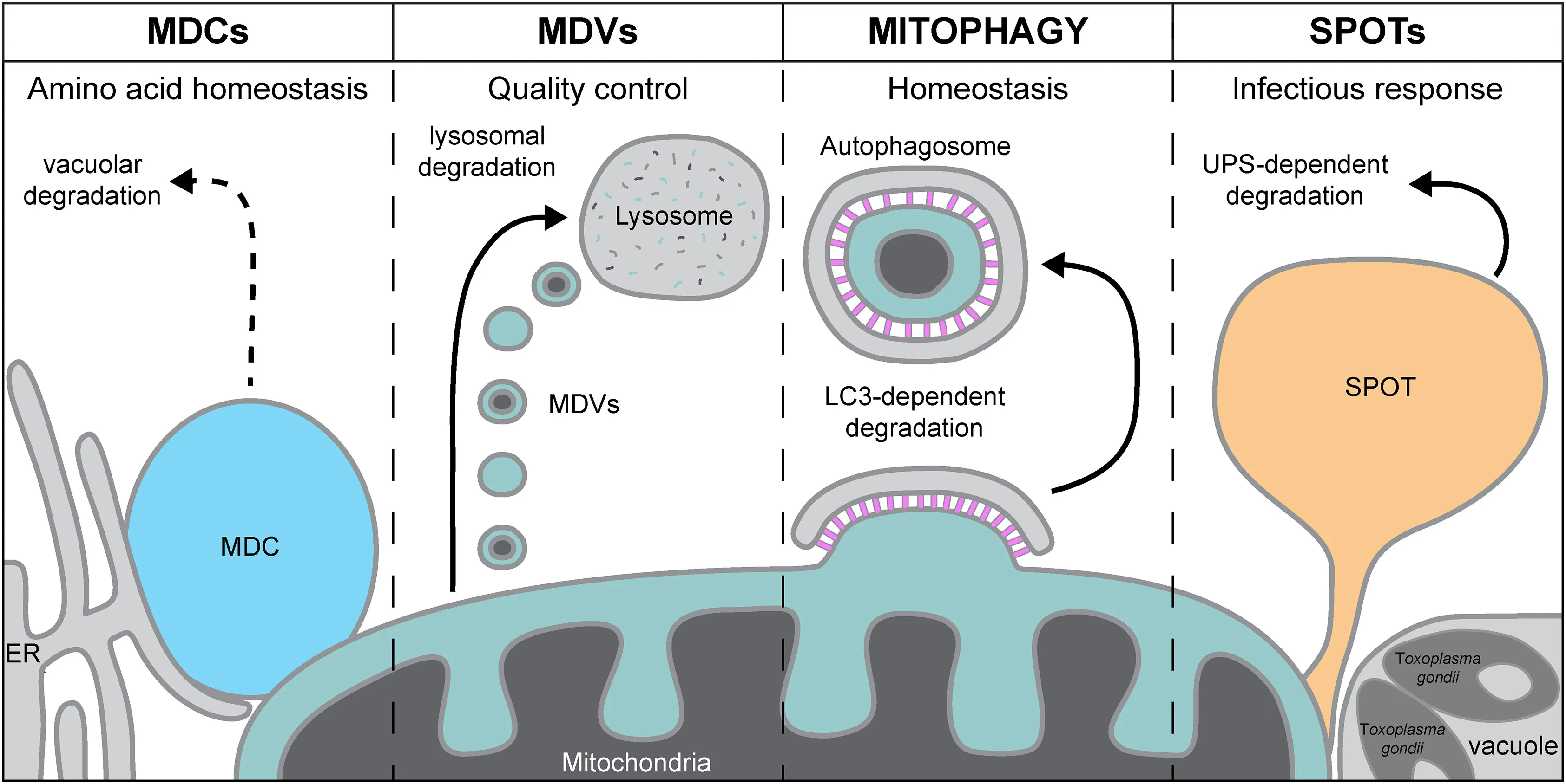 Open access visualization of Workflow, Illustration, Mitochondrial Proteome, Mitochondrial-Derived Compartments, Mitochondrial-Derived Vesicles