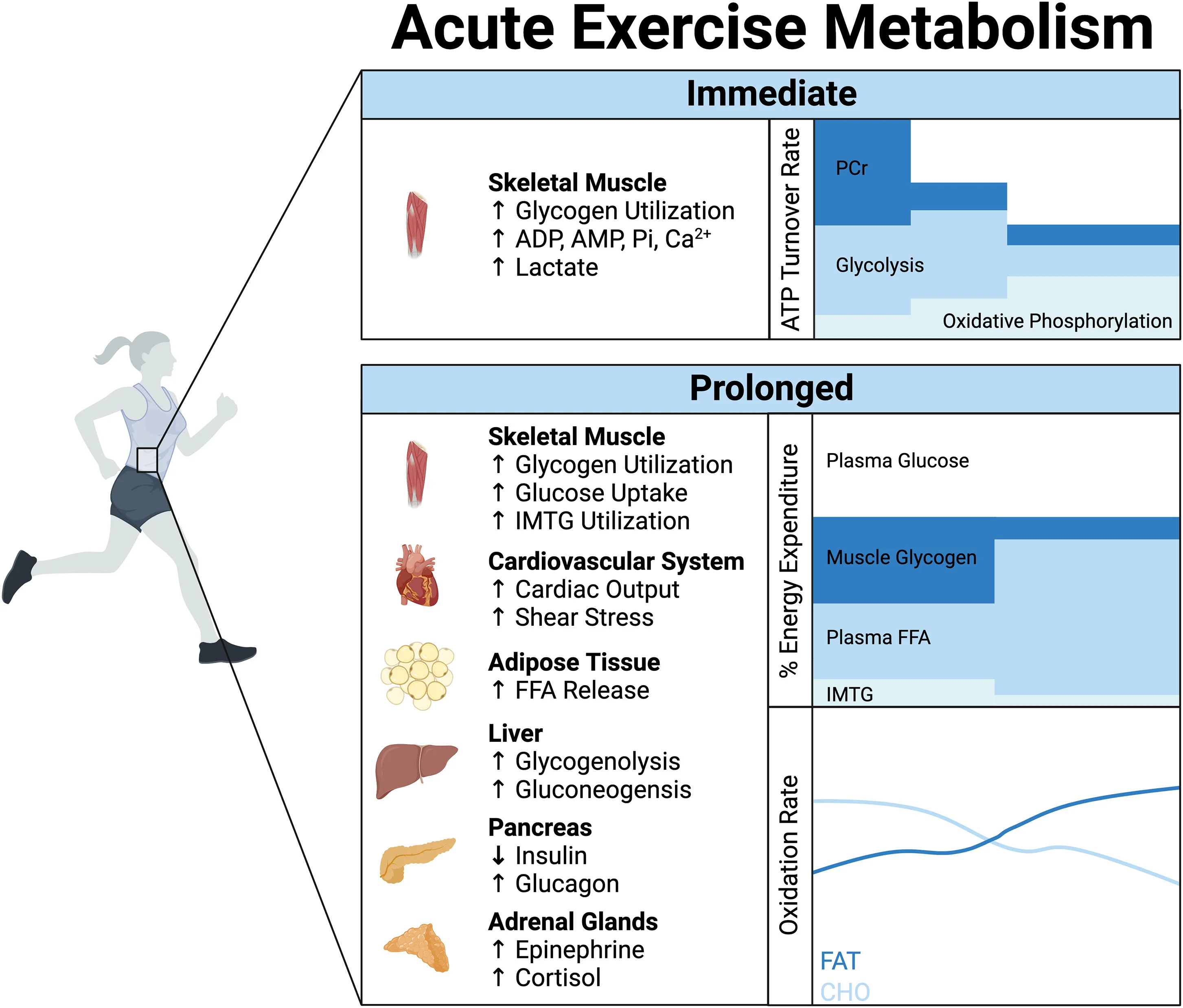 Open access visualization of Bar Plot, Line Plot, Exercise, ATP, Glycogen