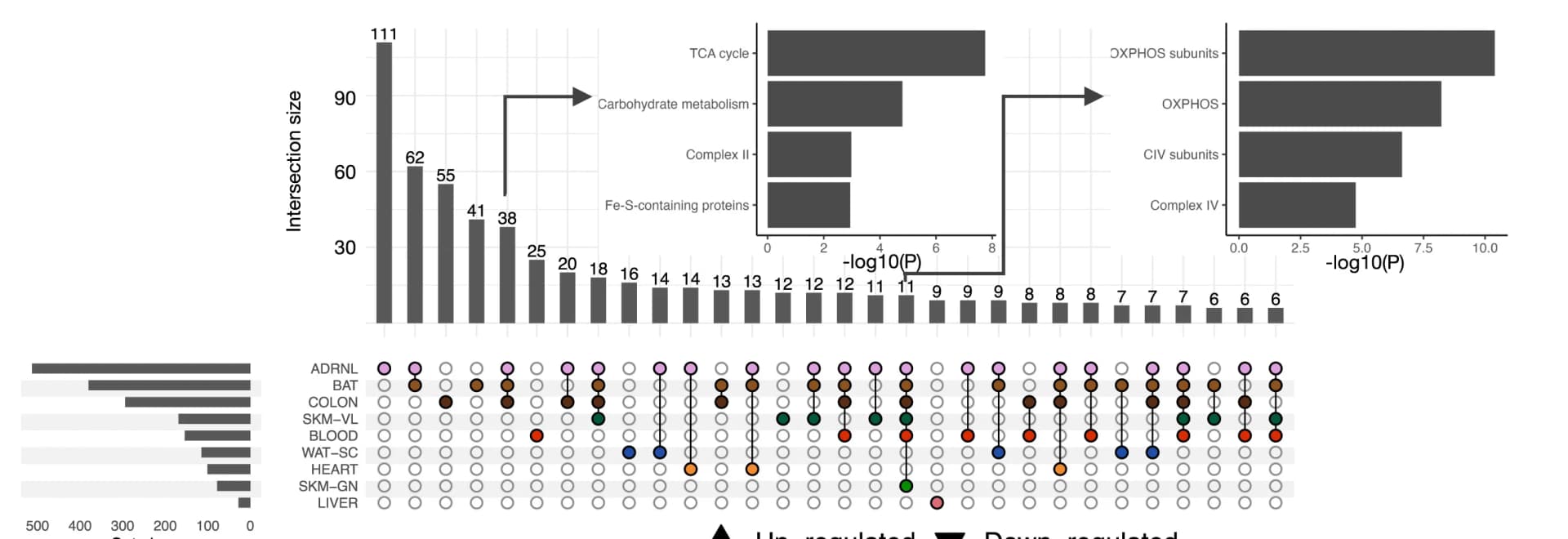Open access visualization of Bar Plot, Clustered, UpSet plot, MitoCarta transcripts, Tissues