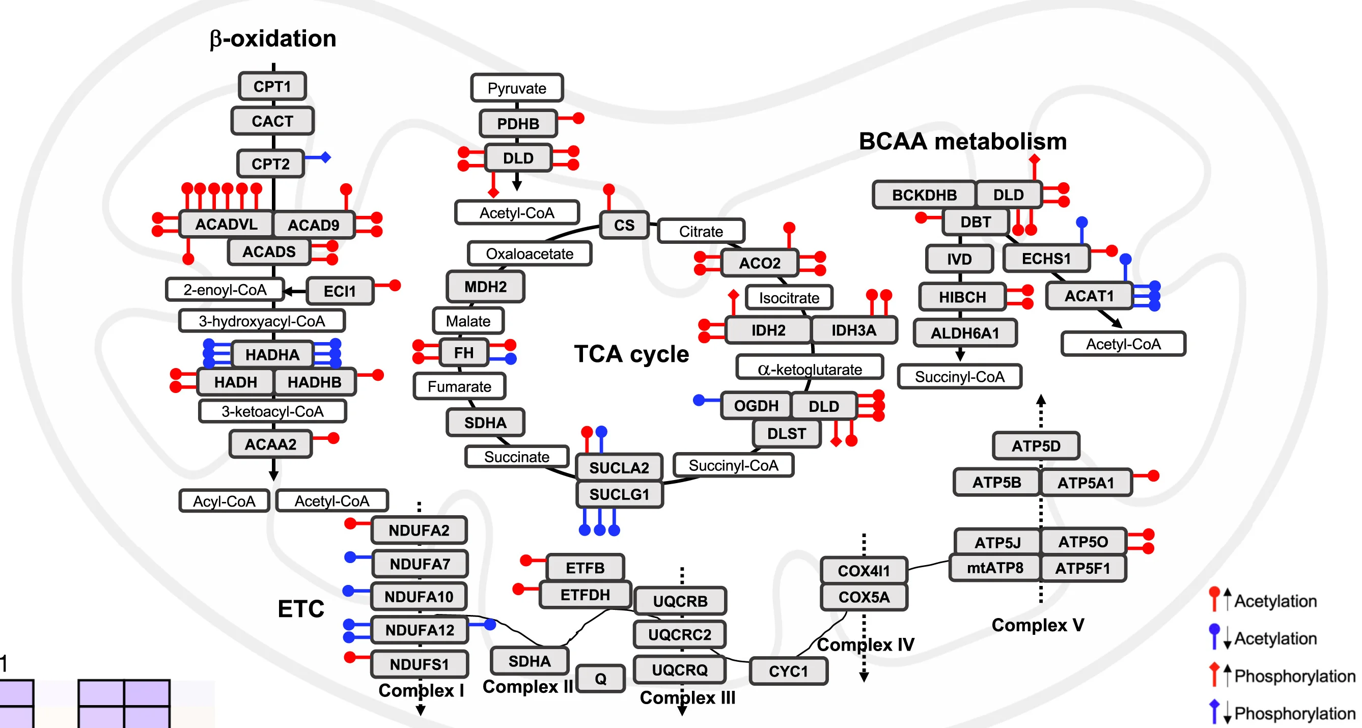 Open access visualization of Workflow, Pathway, Acetylation, Phosphorylation, Metabolic Proteins