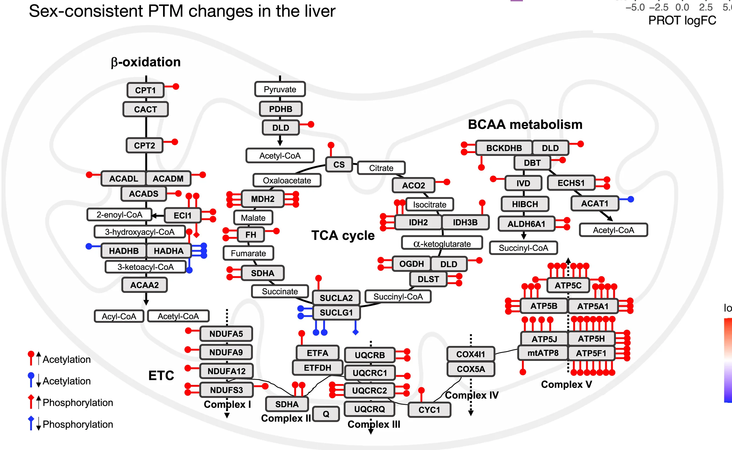 Open access visualization of Pathway, Workflow, Acetylation, Phosphorylation, Mitochondrial Metabolic Proteins