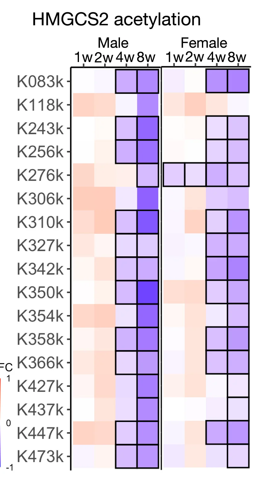 Open access visualization of Heatmap, Acetylation, HMGCS2, Males, Females