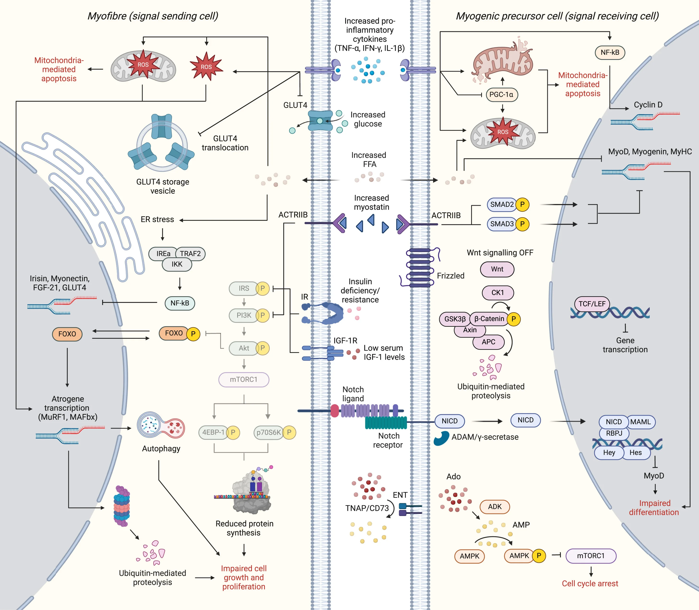 Open access visualization of Workflow, Flowchart, Illustration, Diabetic Myopathy, Muscle Fibers