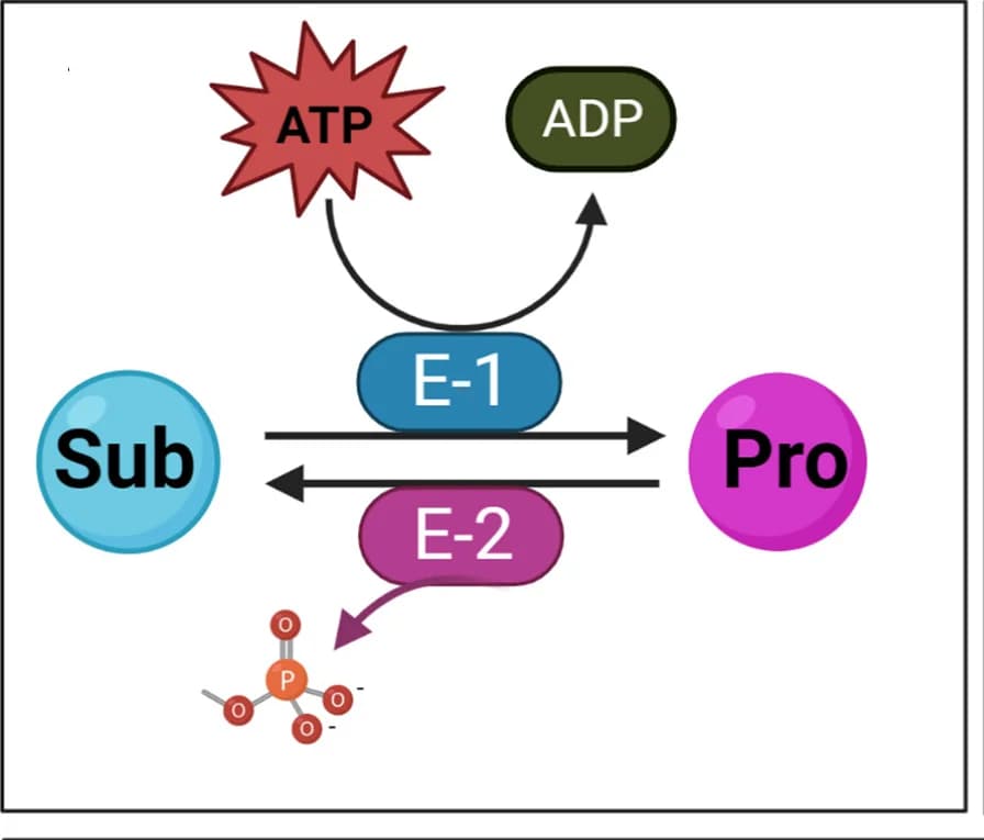 Open access visualization of Workflow, Flowchart, Illustration, Futile Reaction, Substrate
