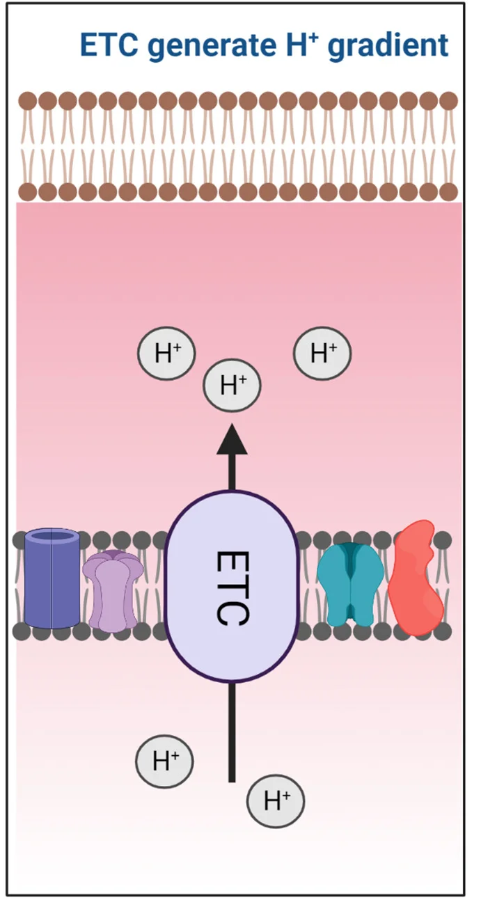 Open access visualization of Illustration, Workflow, H+ Gradient, Mitochondrial Electron Transport Chain