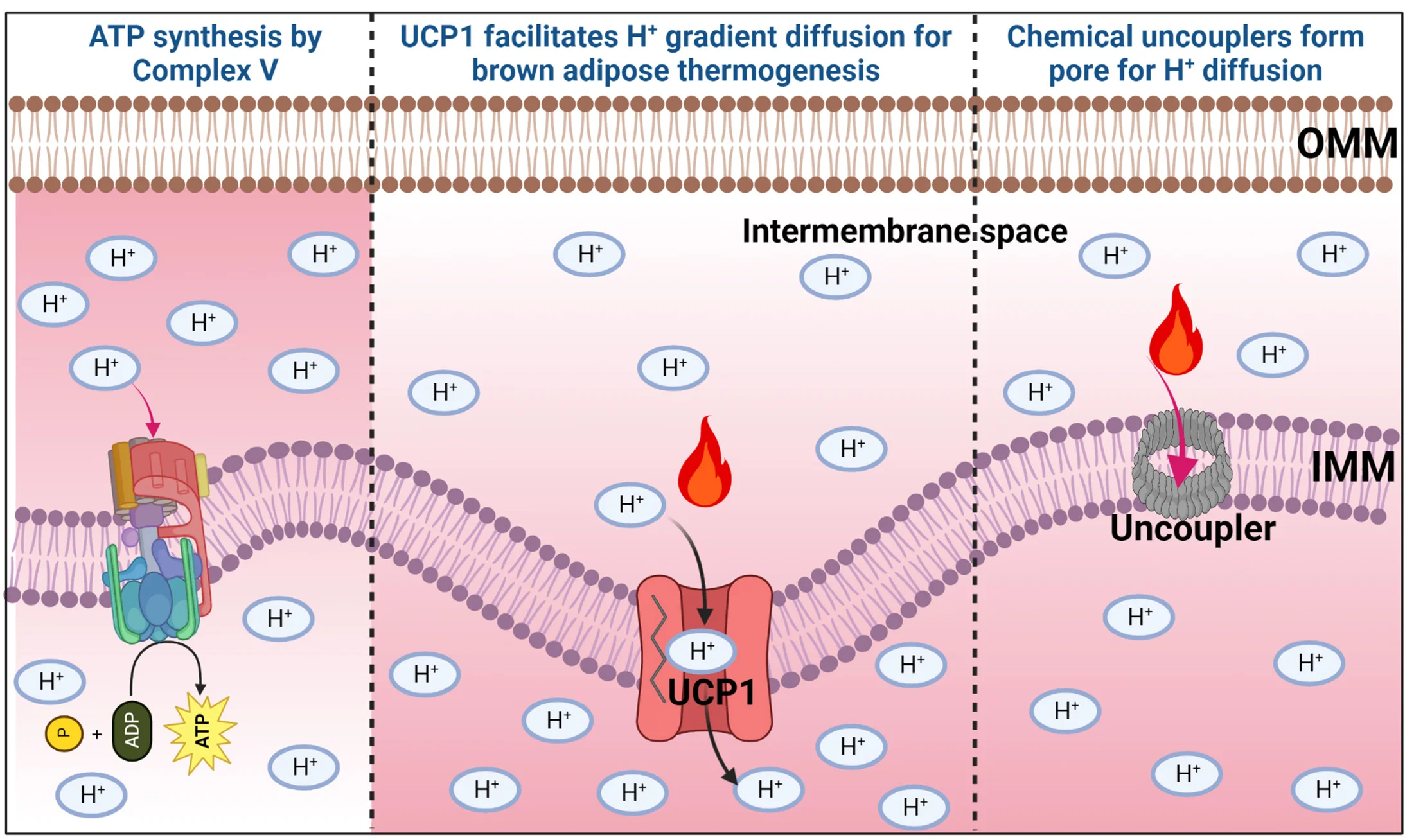 Open access visualization of Workflow, Flowchart, Illustration, ATP Synthase, H+ Gradient