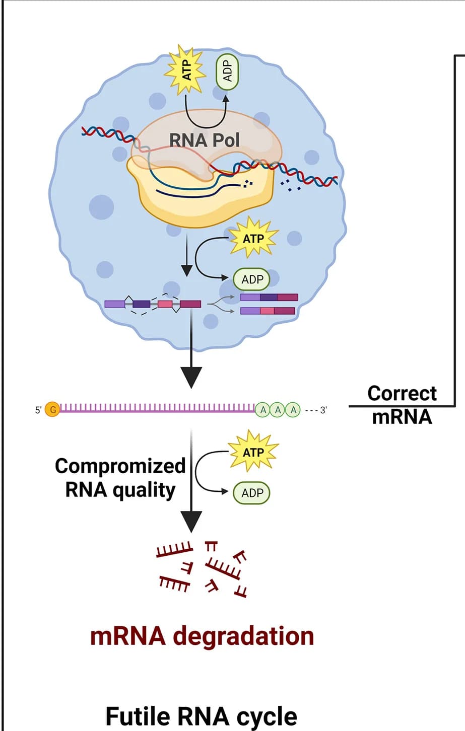 Open access visualization of Workflow, Flowchart, Illustration, Transcription, RNA