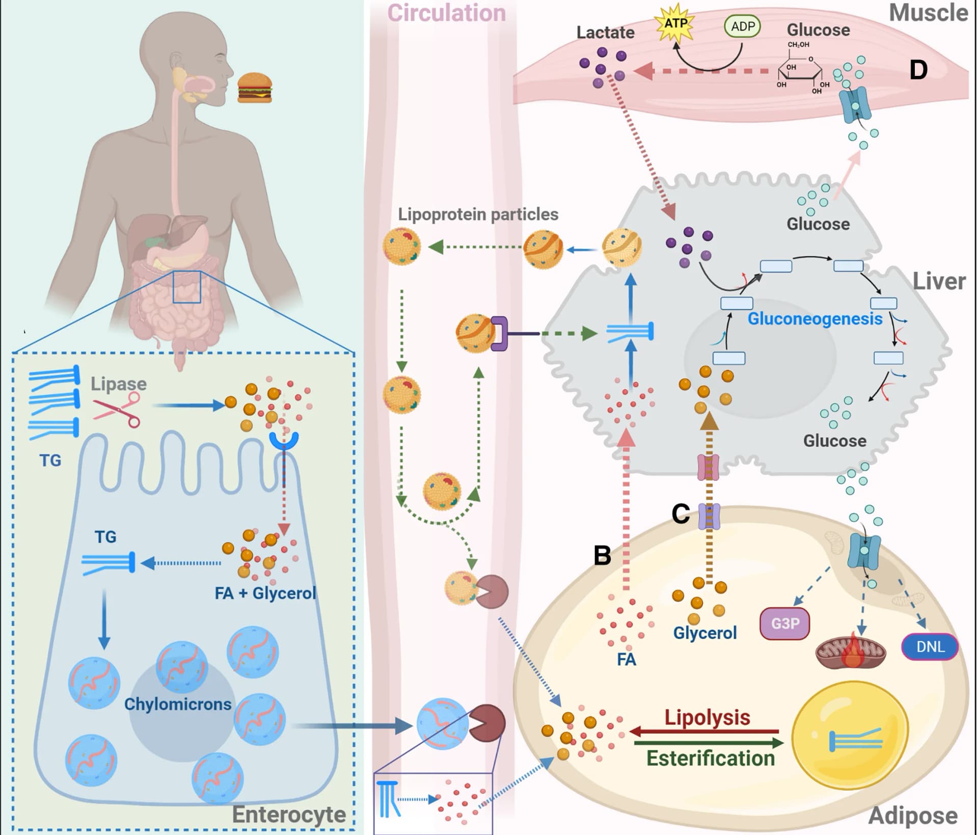 Open access visualization of Workflow, Flowchart, Illustration, Dietary Triglycerides, Hydrolysis