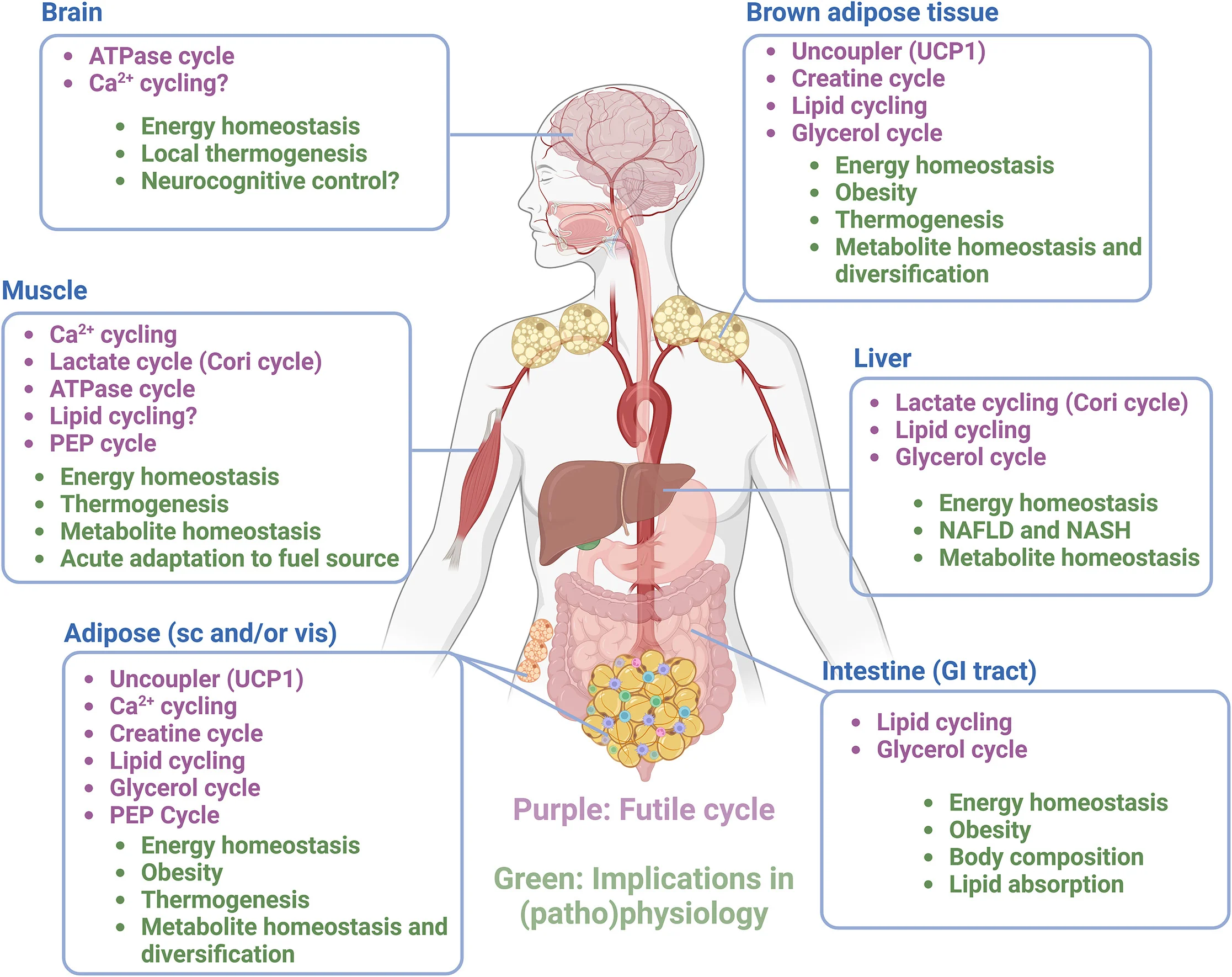 Open access visualization of Illustration, Workflow, Futile Cycles, Physiology, Metabolism
