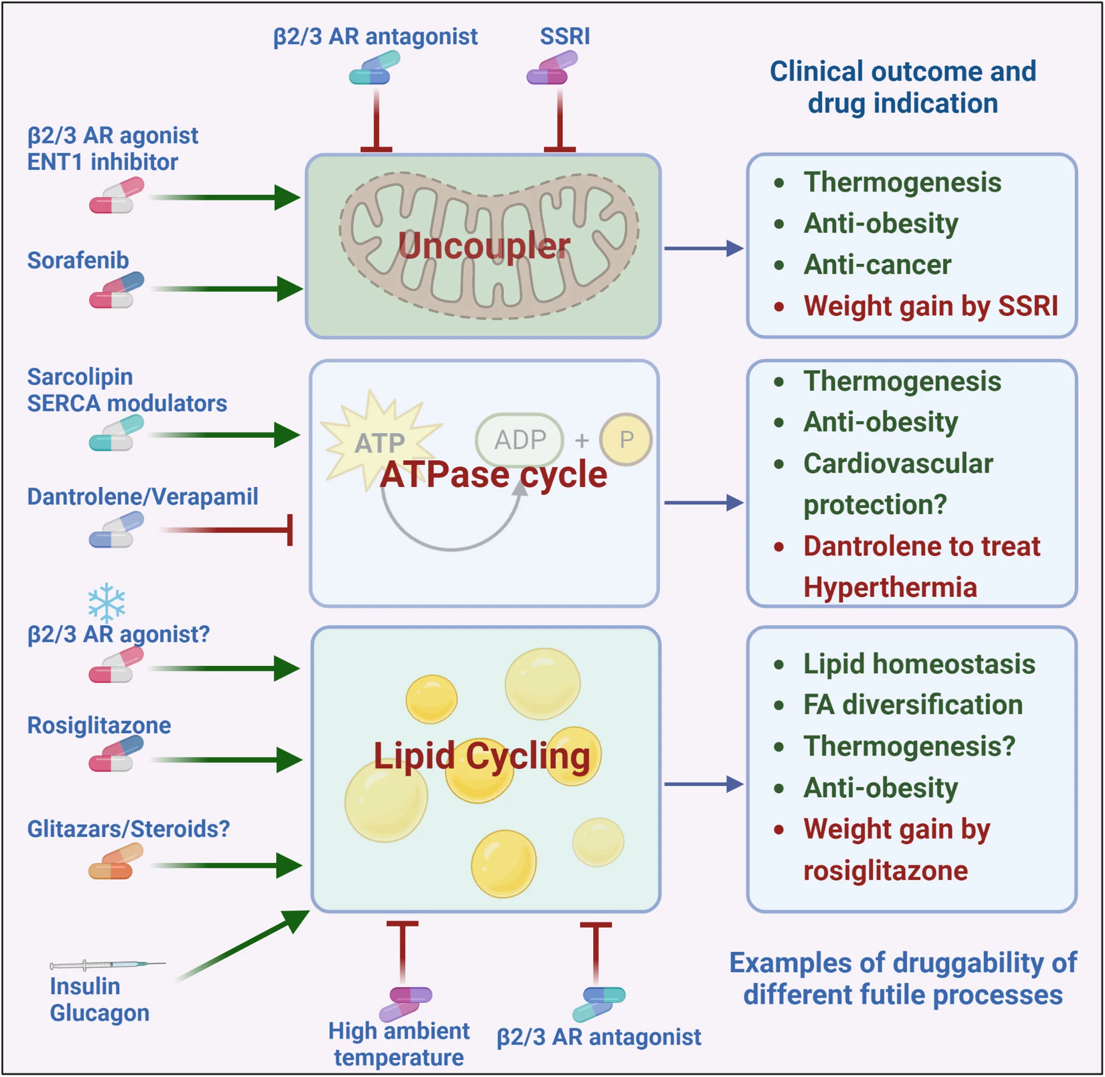 Open access visualization of Workflow, Pharmacological Agents, Futile Cycles, Physiology, Pathophysiology