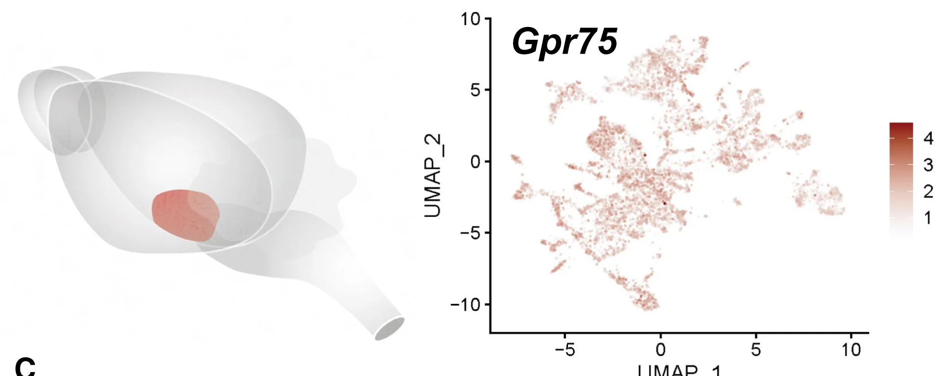 Open access visualization of UMAP, Illustration, Gpr75, Mouse Hypothalamus, Hypothalamic Nuclei