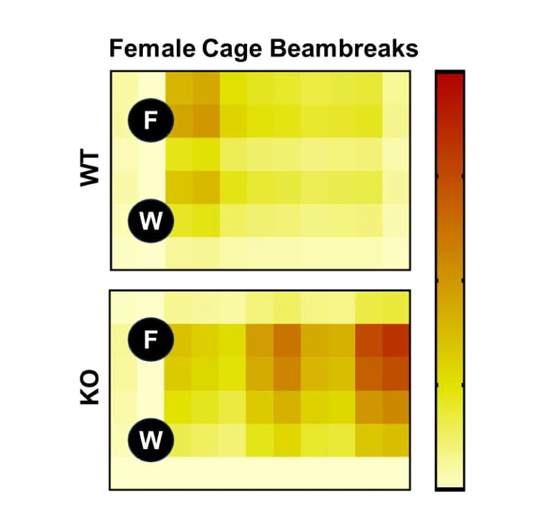 Open access visualization of Heatmap, Caloric Food Intake, Chow Diet, High-fat Diet, Male Mice