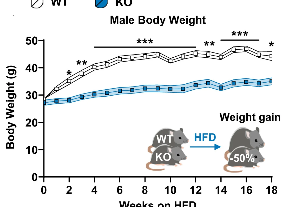 Open access visualization of Line Plot, Error Bars, Gpr75 Knockout Mice, Weight Gain
