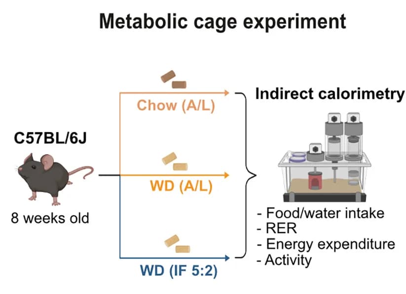 Open access visualization of Workflow, Illustration, Experimental Scheme, Indirect Calorimetry, Mice
