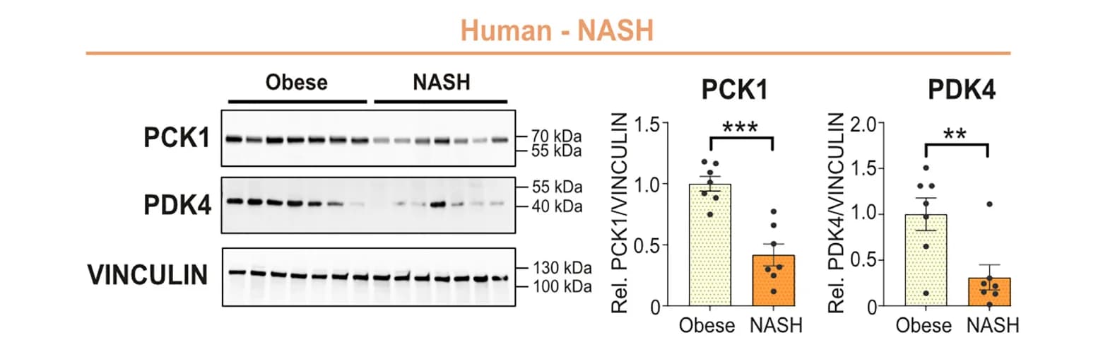 Open access visualization of Bar Plot, Error Bars, Gel, Differentially Expressed Proteins, Intermittent Fasting