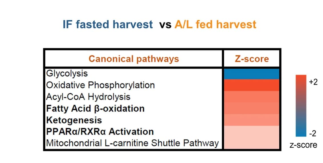 Open access visualization of Heatmap, Ingenuity Pathway Analysis, Fatty Acid Oxidation, Ketogenesis, PPARα/RXRα Activation