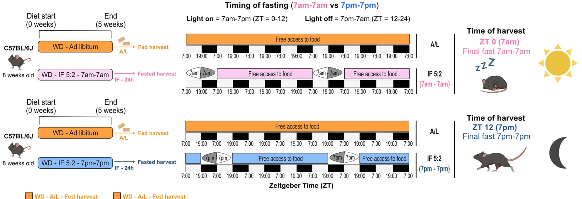 Open access visualization of Workflow, Illustration, Experimental Scheme, Western Diet, Intermittent Fasting