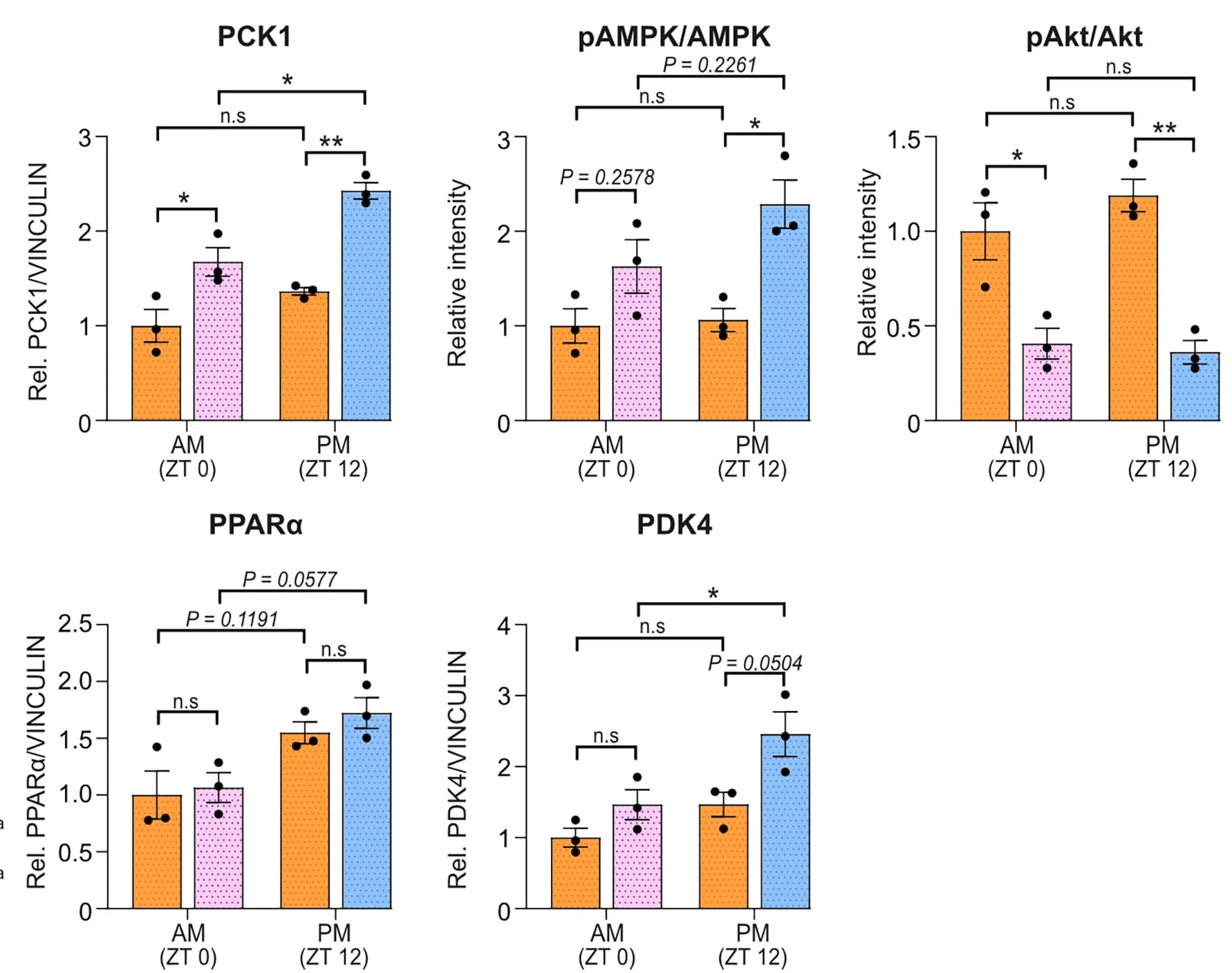 Open access visualization of Bar Plot, Error Bars, Immunoblot, PCK1, pAMPKThr172
