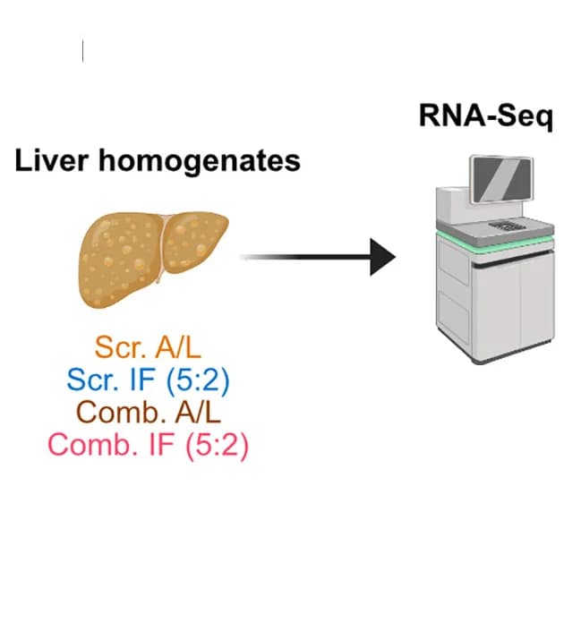 Open access visualization of Workflow, Illustration, Graphical Scheme, RNA-sequencing, Liver Lysates
