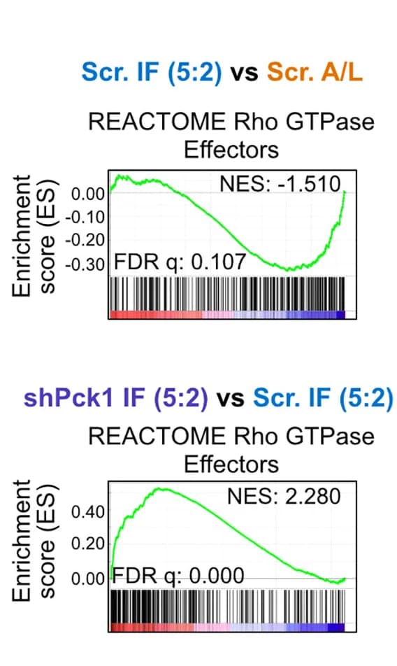 Open access visualization of Line Plot, Bar Plot, Gene Set Enrichment Analysis, REACTOME Rho GTPase Effectors, Fasted Mice